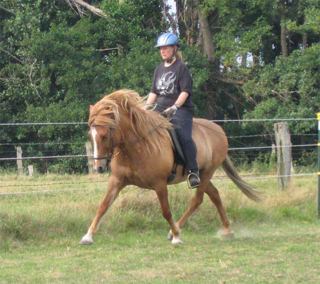 Draupnir vom Clemenshof