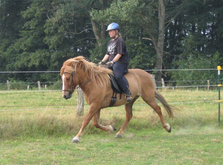 Draupnir vom Clemenshof Draupnir vom Clemenshof