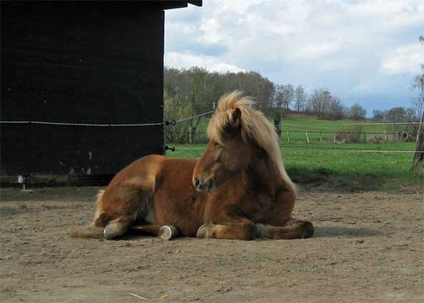 Gletta von Norddorf