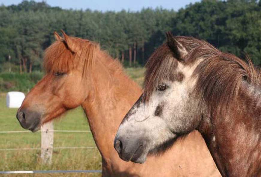 Glæsir & Sveipur