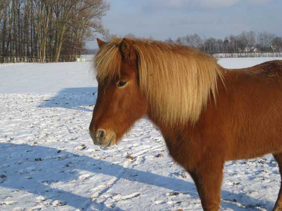 Gola im Schnee