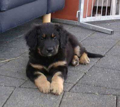 Leon