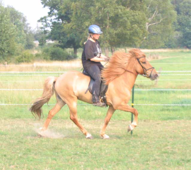 Sveipur beim ersten Training