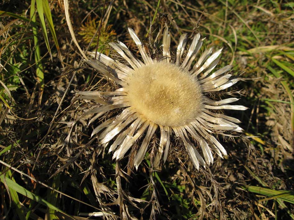 Silberdistel