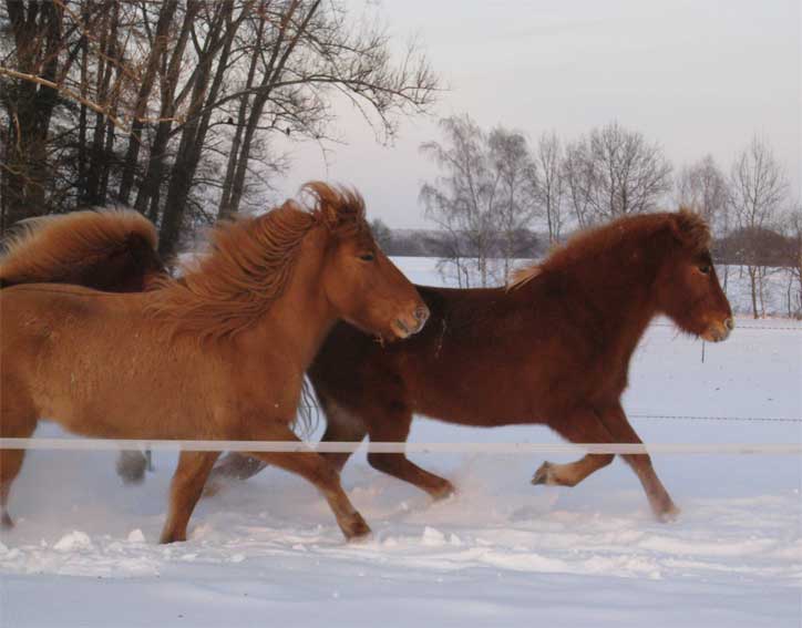 Sveipur & Gola