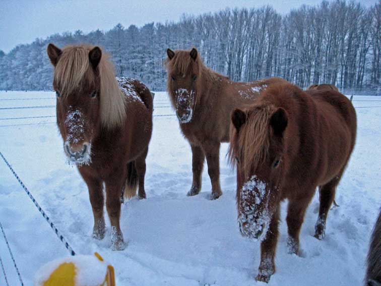 Schneenasen