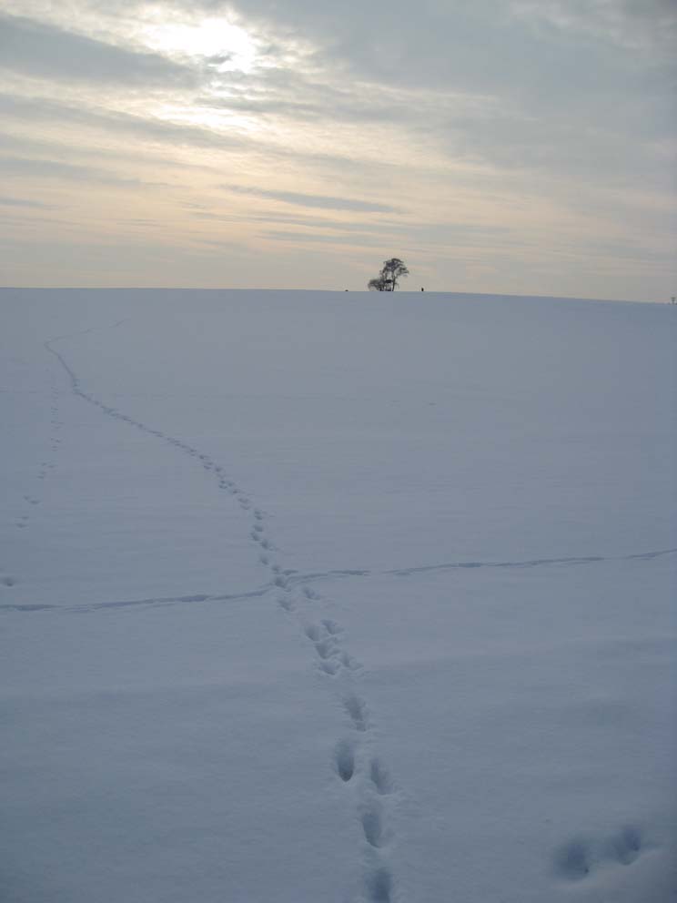 Spuren im Schnee