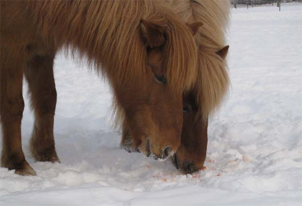 Sveipur & Gola