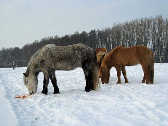 Glaesir, Sveipur & Gletta