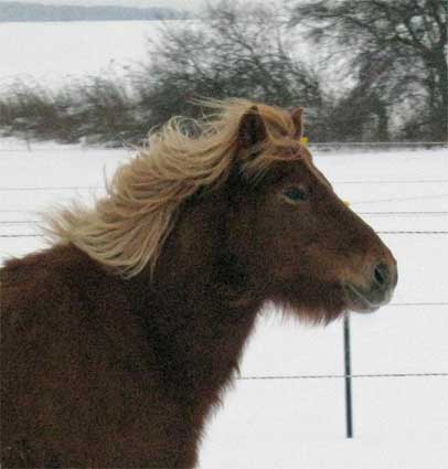 Gletta von Norddorf