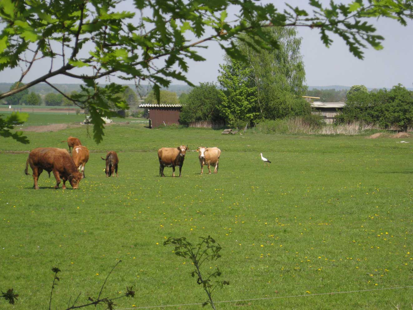 heimliche Zuschauer