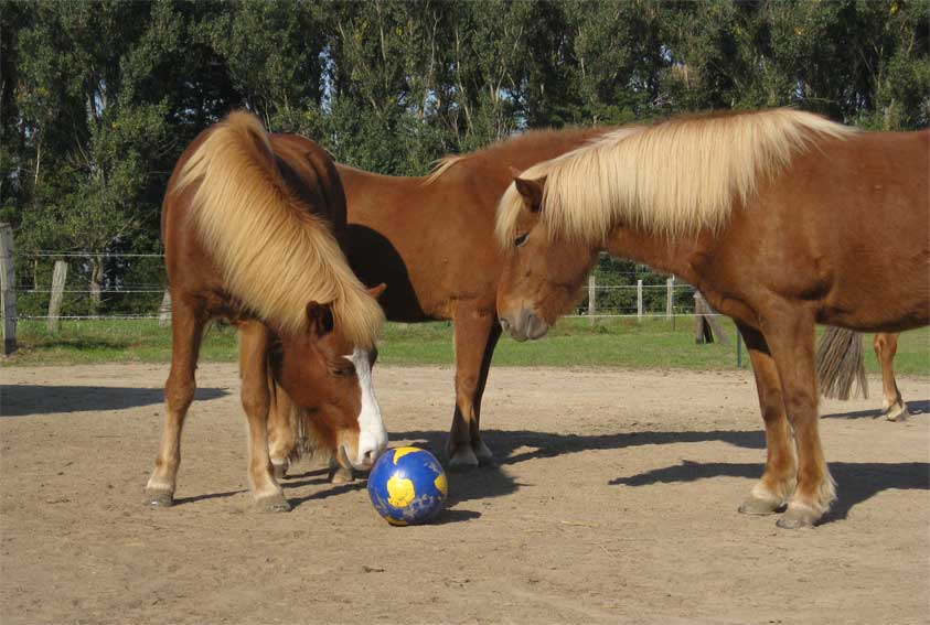 Spori & Gletta beim Doppelpass