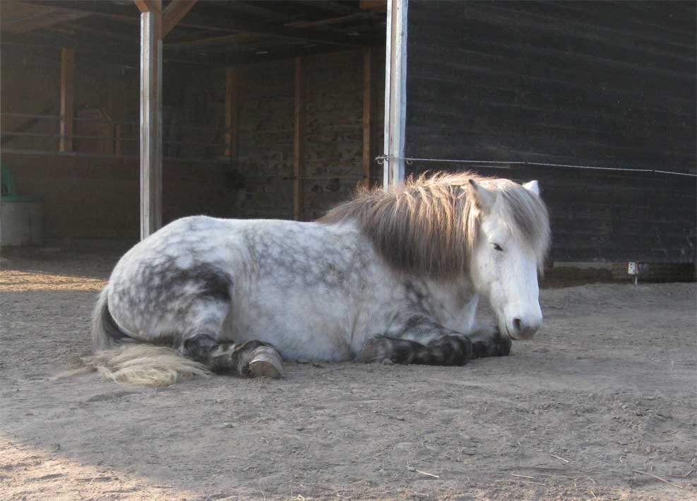 Gæsir