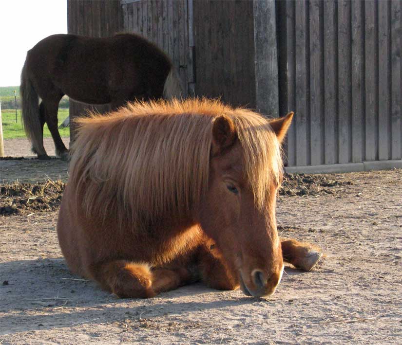 Þrá