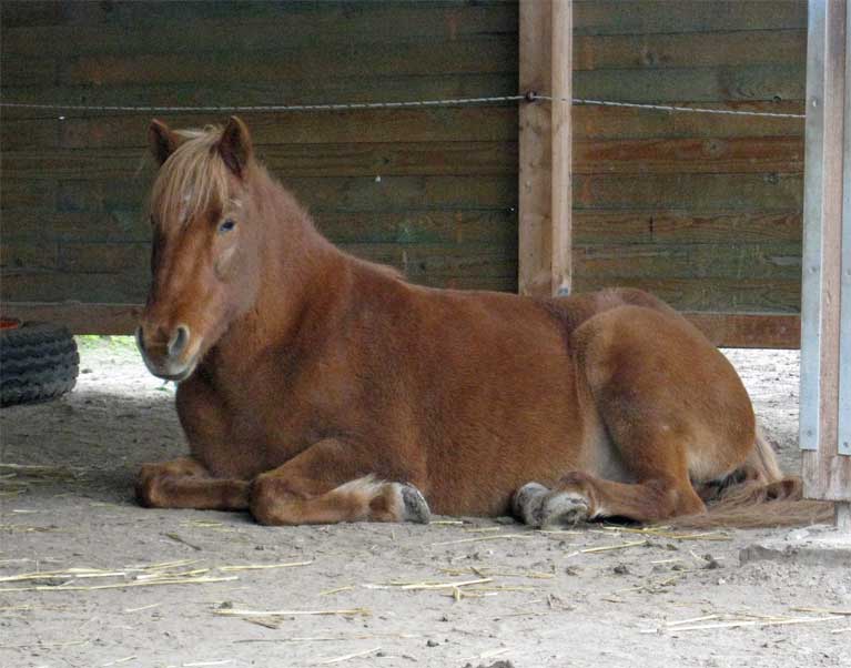 Þrá