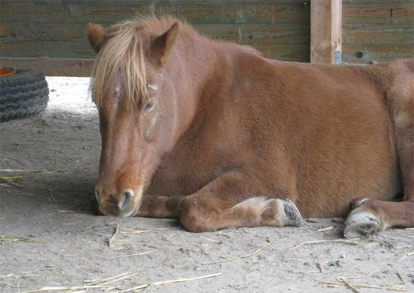 Þrá