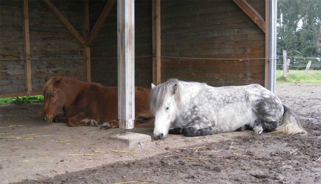 Þrá & Glæsir