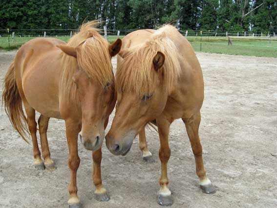 Prá & Sveipur