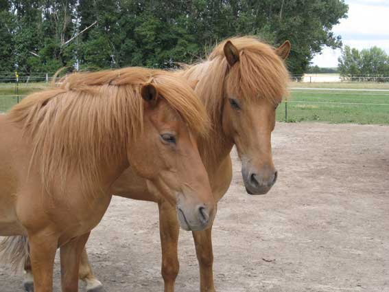 Þrá & Sveipur