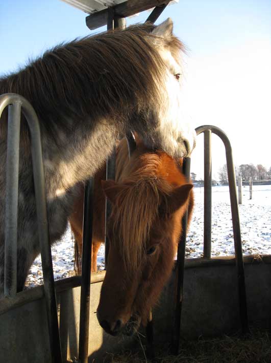 Glæsir und Þrá