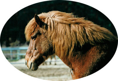 Hryðja frá Hvammi