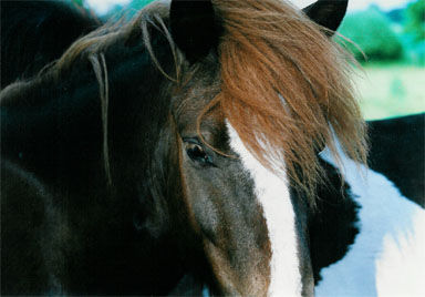 Jungpferdeherde